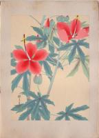 瑞月草花画譜 分売 縦23 紅蜀葵 (こうしょくき) モミジアオイ