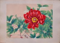 瑞月草花画譜 分売 横12 牡丹(赤)