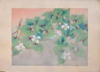 瑞月草花画譜 分売 横19 ドクダミ？