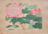 瑞月草花画譜 分売 横20 牡丹
