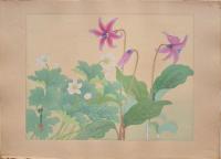 瑞月草花画譜 分売 横21 かたくりそう  にれんそう