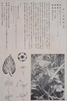 非水百花譜  分売 え  灸花 やいとばな