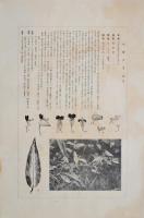 非水百花譜  分売 お  露草 つゆくさ