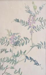 非水百花譜  分売 か  草藤 くさふぢ