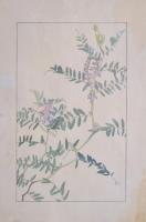 非水百花譜  分売 か  草藤 くさふぢ