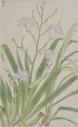 非水百花譜  分売 さ  著莪  しゃが