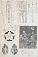 非水百花譜  分売 く  桔梗  ききやう ききょう