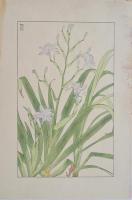 非水百花譜  分売 さ  著莪  しゃが