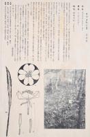 非水百花譜  分売 せ 松宵草 まつよひぐさ まつよいぐさ