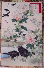 楳嶺花鳥画譜 初版分売  秋の部二  槿花 (むくげ)・烏