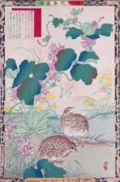 楳嶺花鳥画譜 初版分売 秋の部七  葛・鶉 (うづら)