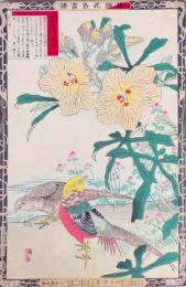 楳嶺花鳥画譜 初版分売  秋の部十一  黄蜀葵 (とろろあおい)・錦雞 (きんけい)