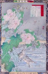 楳嶺花鳥画譜 初版分売  秋の部十四   木芙蓉 (ふよう)・鷸 (しぎ)