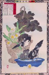 楳嶺花鳥画譜 初版分売  冬の部六  甘籃 (はぼたん)・鵲 (かささぎ)