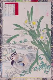楳嶺花鳥画譜 初版分売 冬の部七  水仙・鴛鴦(おしどり)