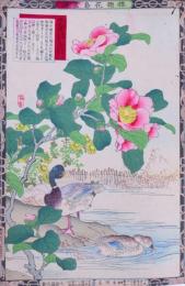 楳嶺花鳥画譜 初版分売 冬の部八  海石榴 (つばき)・鳧(かも)