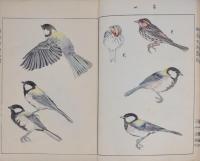 英章百鳥画譜 一