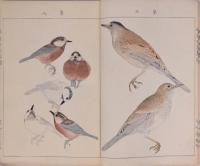 英章百鳥画譜 一