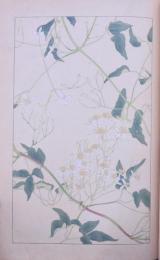 杉浦非水 非水百花譜 分売 ：センニンソウ 仙人草