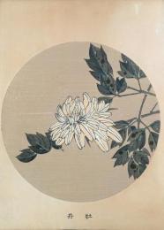 若冲画譜 分売：牡丹 Peony  １