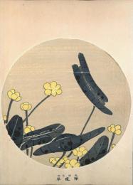 若冲画譜 分売： 萍蓬草 コウホネ 河骨  Cow lily  