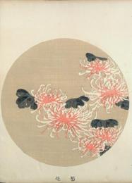 若冲画譜 分売：菊花 キク  Chrysanthemum