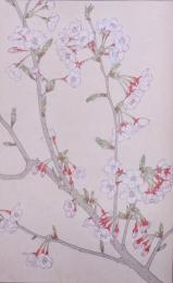 杉浦非水 非水百花譜 分売 68： 染井吉野 ソメイヨシノ
