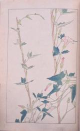 杉浦非水 非水百花譜 分売 34： 小晝顏 こひるがほ 小昼顔