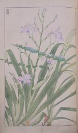 杉浦非水 非水百花譜 分売 4： 蝴蝶花 しやが
