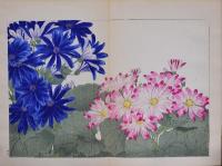 西洋草花図譜  秋冬之部 再版