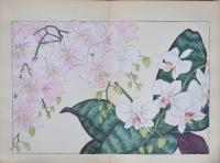 西洋草花図譜  秋冬之部 再版