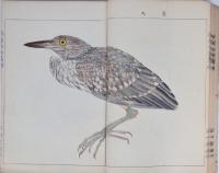 英章百鳥画譜 一