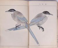 英章百鳥画譜 一