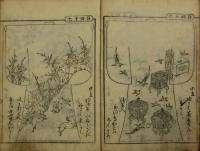 雛形菊の苗