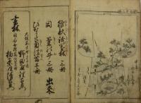 雛形菊の苗