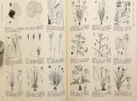 加賀能登の植物図譜