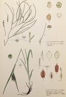 加賀能登の植物図譜