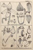 【ドイツ語洋書 / 図版372点】 ドイツ領ニューギニア産ラン科植物図譜 『Figuren-Atlas zu den Orchidaceen von Deutsch-Neu-Guinea』