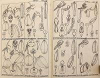 【ドイツ語洋書 / 図版372点】 ドイツ領ニューギニア産ラン科植物図譜 『Figuren-Atlas zu den Orchidaceen von Deutsch-Neu-Guinea』