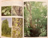 福井の樹木 : 福井県樹木誌 : 行幸啓記念