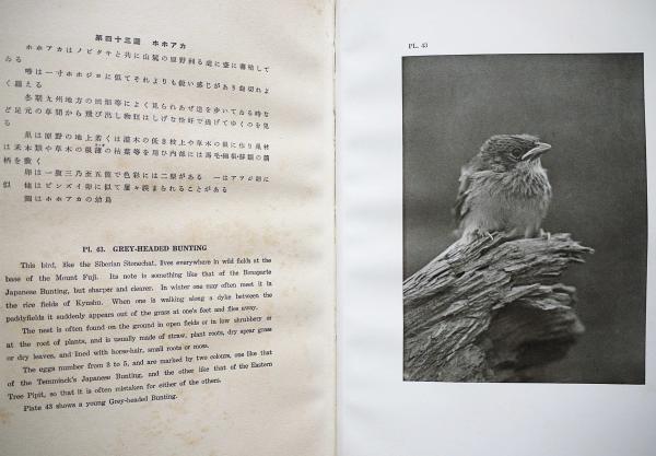 本物の 鳥類生態寫眞集（第一輯、二輯）2冊揃 上り詰め 自然、風景