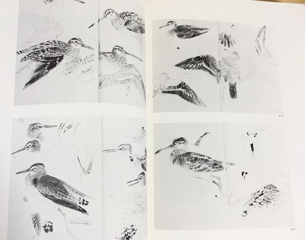 景文の写生帳 : 京都・四条派の確立者(松村景文=画；榊原吉郎=解説 