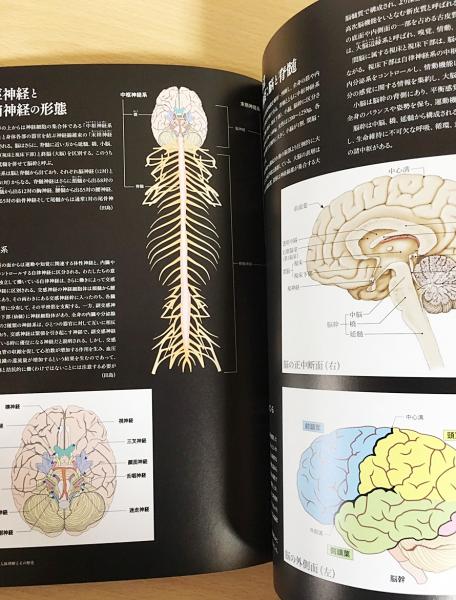Amazon.co.jp: （パンフレット）特別展 あなたの生命（いのち