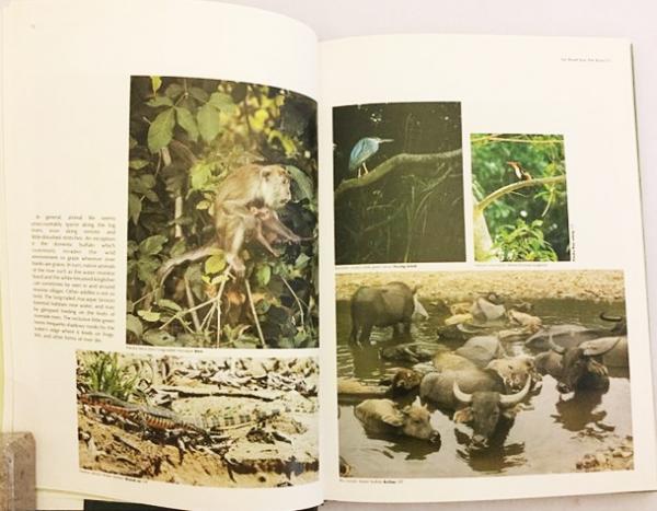 英語洋書】東南アジアの熱帯雨林：絵画の旅『Tropical rain forest in