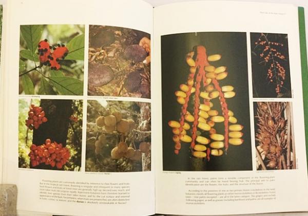 英語洋書】東南アジアの熱帯雨林：絵画の旅『Tropical rain forest in