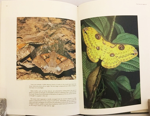 英語洋書】東南アジアの熱帯雨林：絵画の旅『Tropical rain forest in