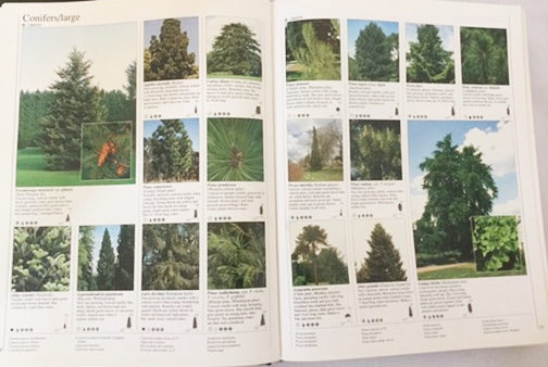 安い イギリス植物民俗事典 ロイ ヴィカリー 奥本裕昭 当店限定 Arnabmobility Com