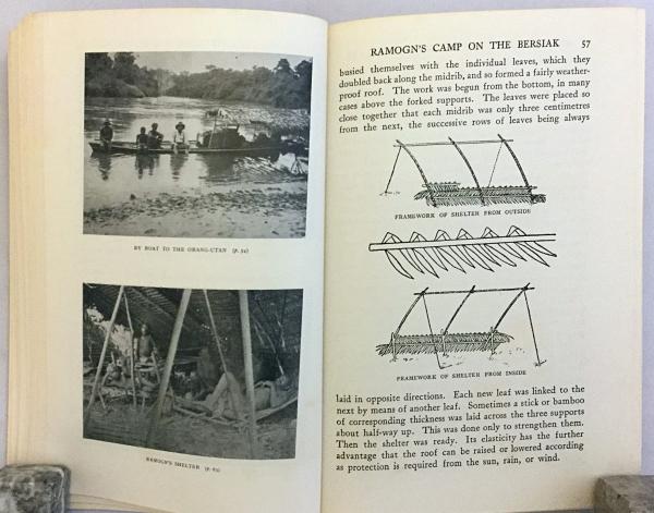 英語洋書 マラヤ連邦の森林で暮らす小柄な先住民族について Among The Forest Dwarfs Of Malaya By Paul Schebesta With An Introduction By Geoffrey Benjamin 古本 中古本 古書籍の通販は 日本の古本屋 日本の古本屋