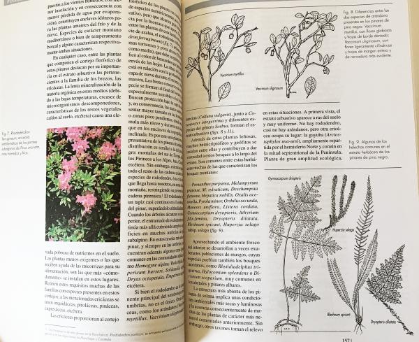 スペイン語洋書 Los Bosques Ibéricos：una interpretación