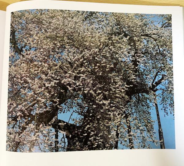 さくら桜サクラ120」 東松照明 伊藤俊治 大型本 | さくら桜サクラ120 
